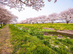 桜並木