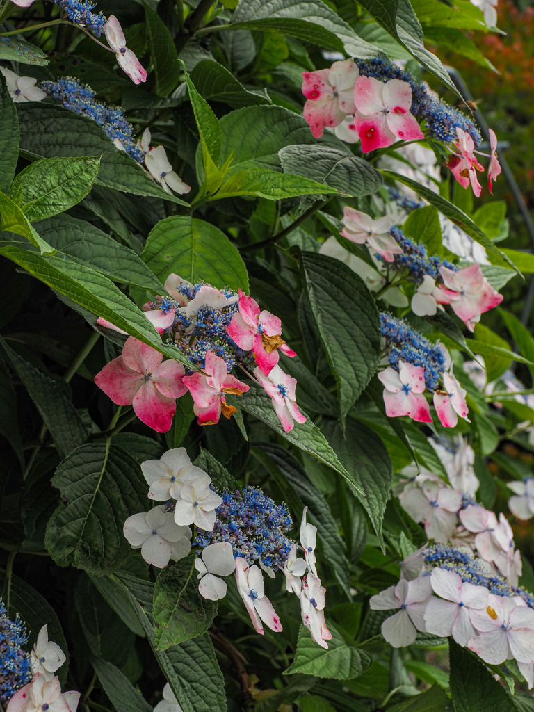 大聖寺の紫陽花