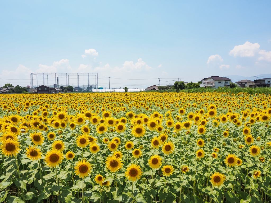 ひょうたん島公園