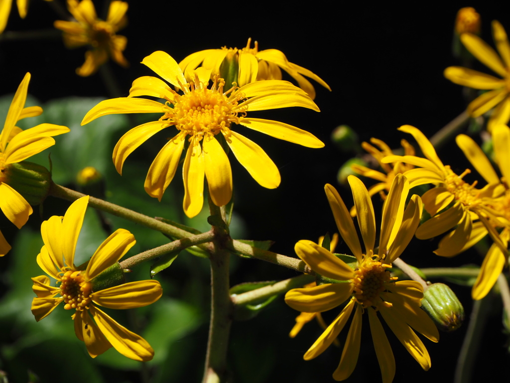 恵林寺のツワブキ