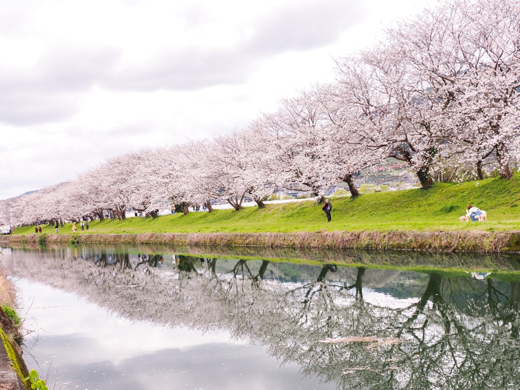 流川の桜並木