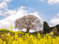 馬場の山桜