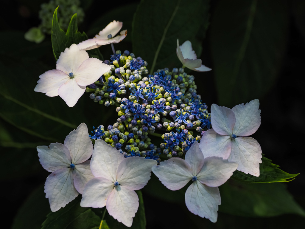 大聖寺の紫陽花