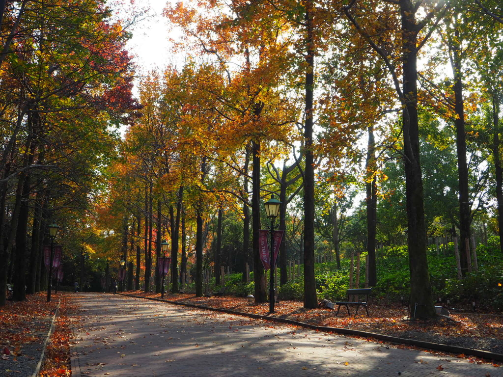 ハウステンボスの並木道