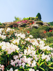 星の花公園