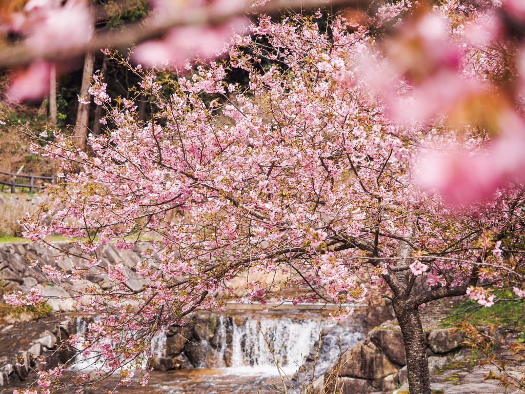 河津桜