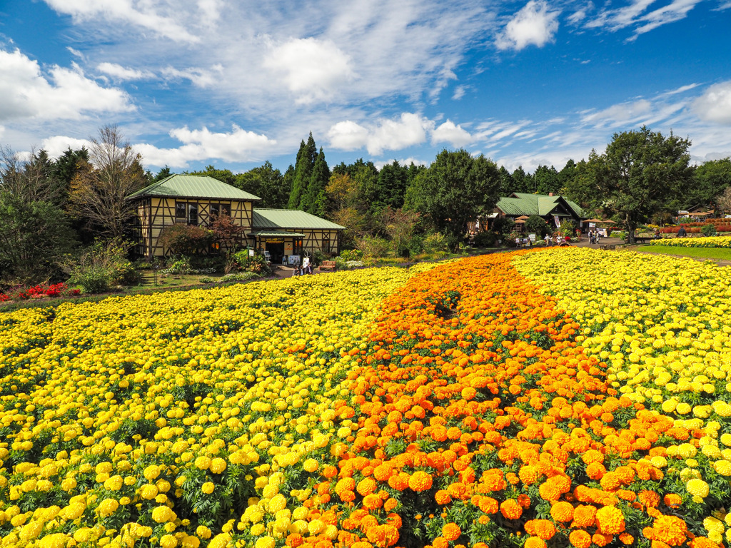 くじゅう花公園
