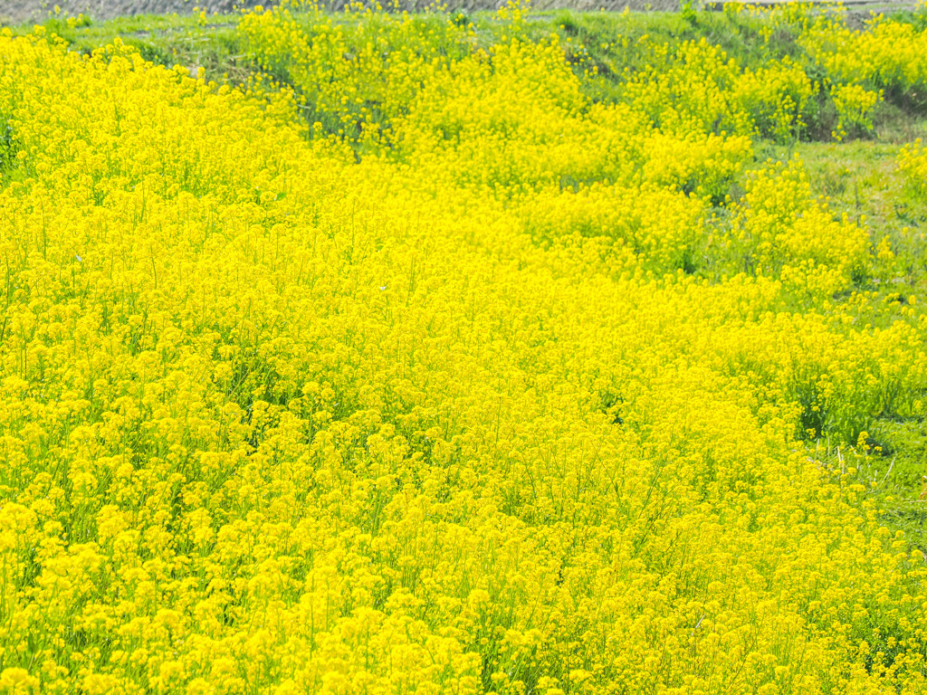 晴気川河川敷