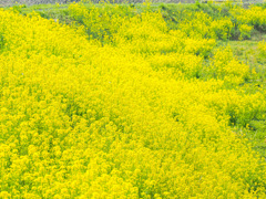 晴気川河川敷