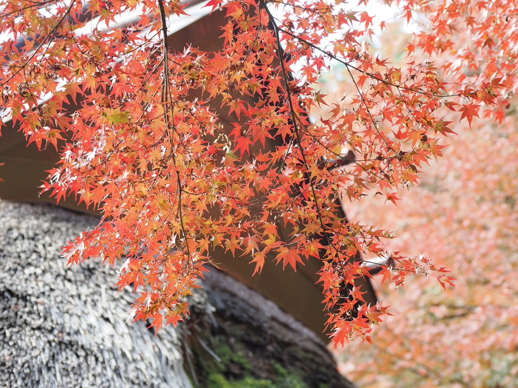 大興善寺