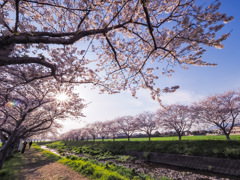 草場川の桜並木