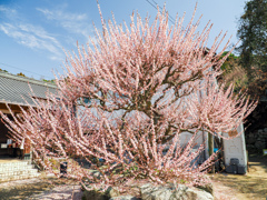 普光寺の臥龍梅