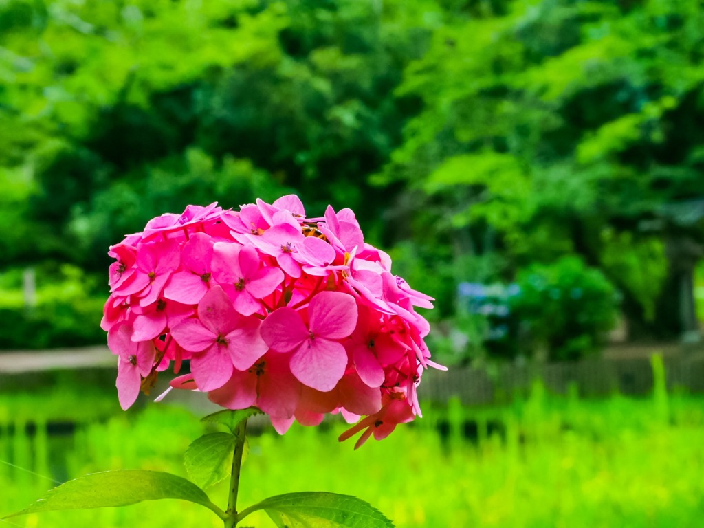 紫陽花