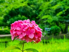 紫陽花