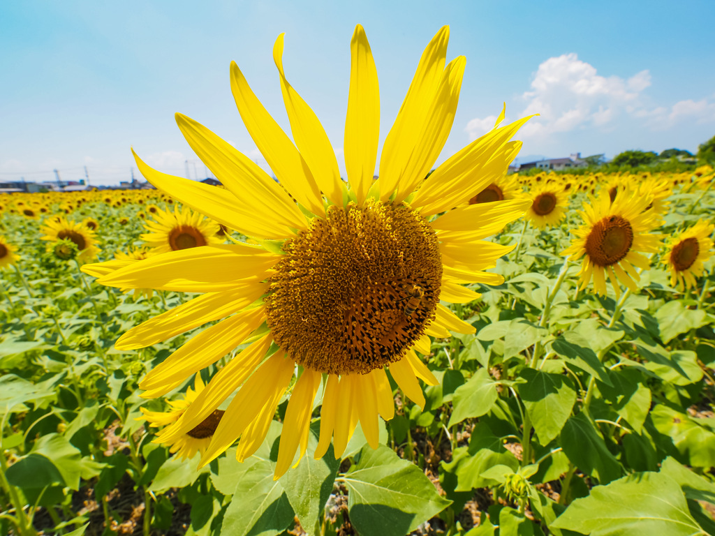 ひょうたん島公園