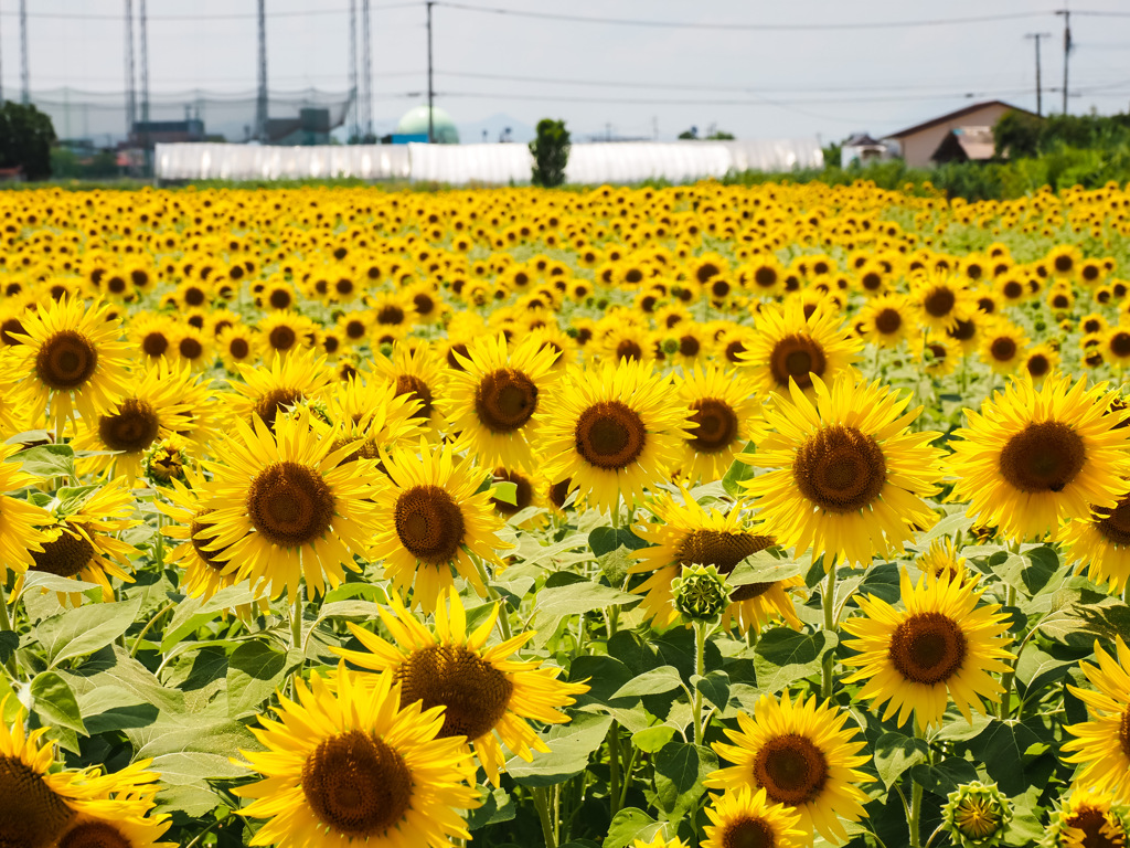 ひょうたん島公園