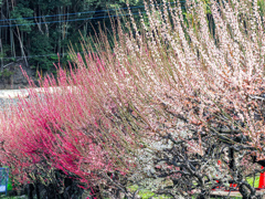 普光寺の臥龍梅