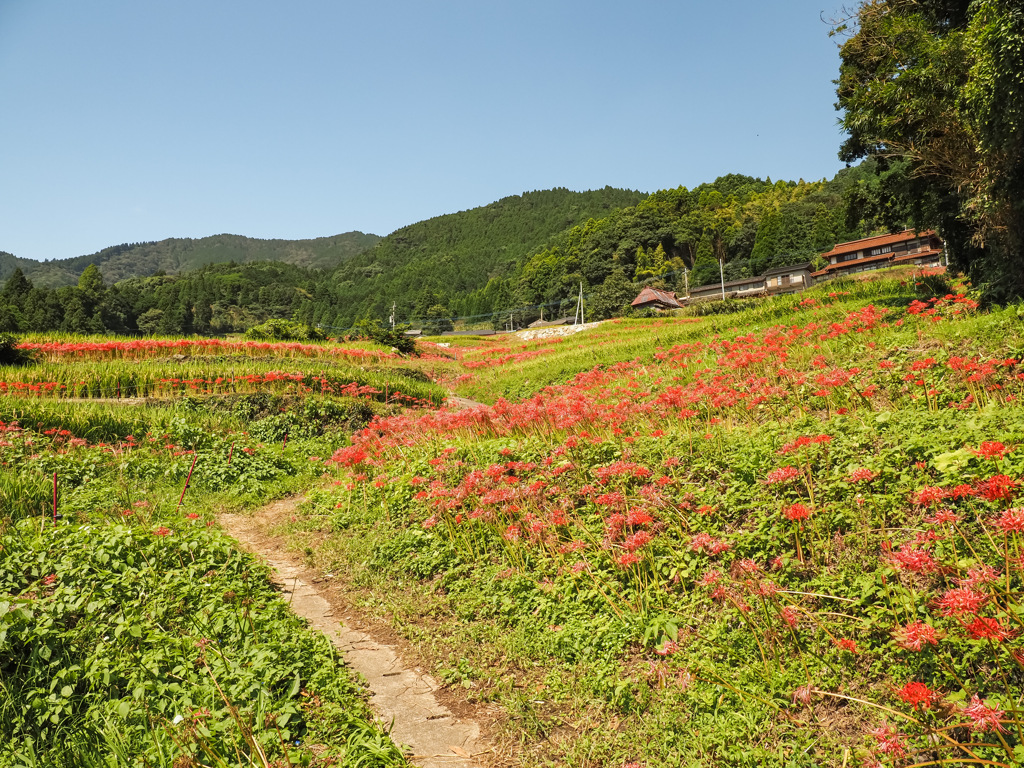 江里山の棚田