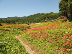 江里山の棚田