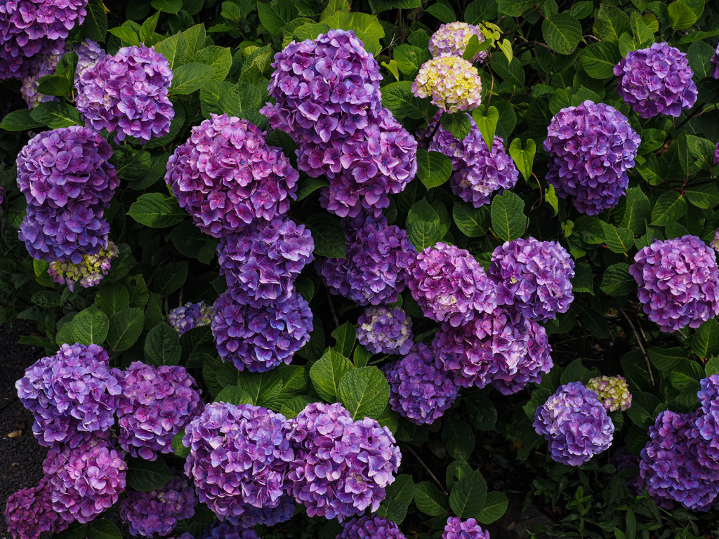 大聖寺の紫陽花