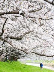 流川の桜並木