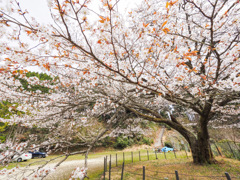 脊振小分校跡の山桜