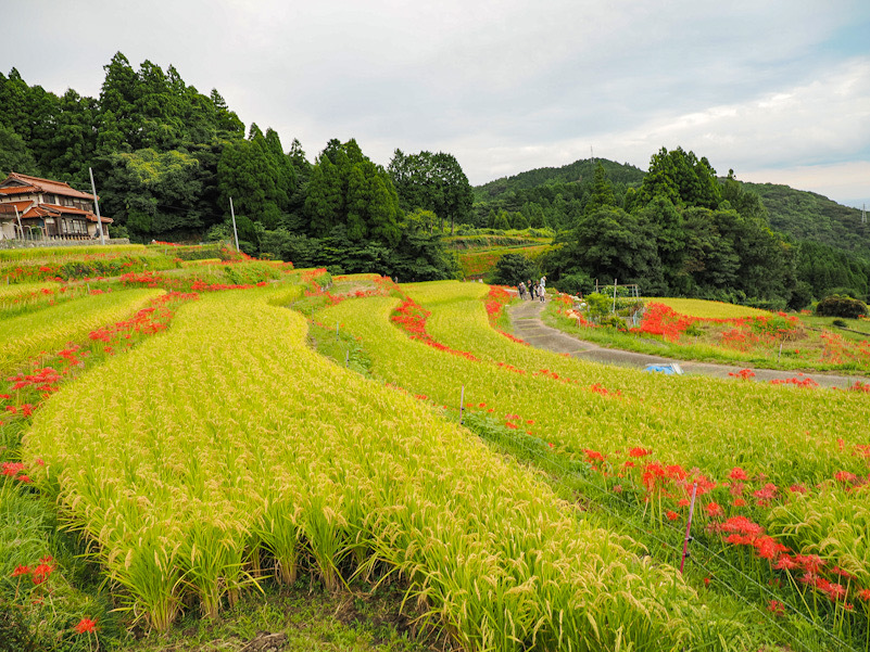 江里山の彼岸花