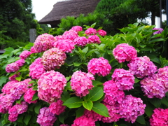 極楽寺の紫陽花