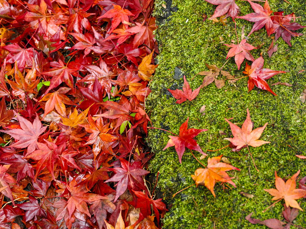 紅葉の２段重