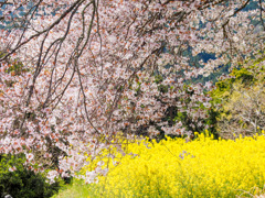 馬場の山桜