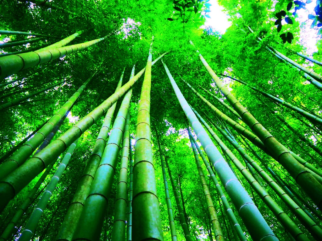 報国寺の竹林