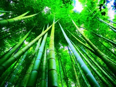 報国寺の竹林