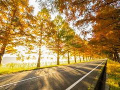 メタセコイヤ並木