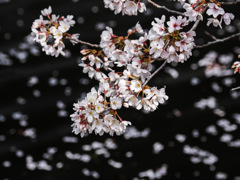 八天桜