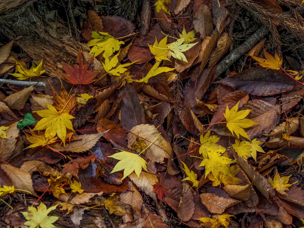 枯れ木も山の賑わい