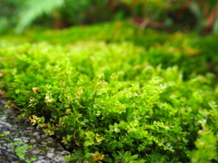 苔のじゅうたん