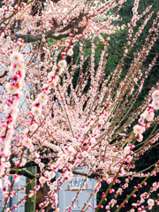 普光寺の臥龍梅
