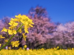 一心行の大桜