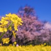 一心行の大桜