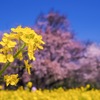 一心行の大桜