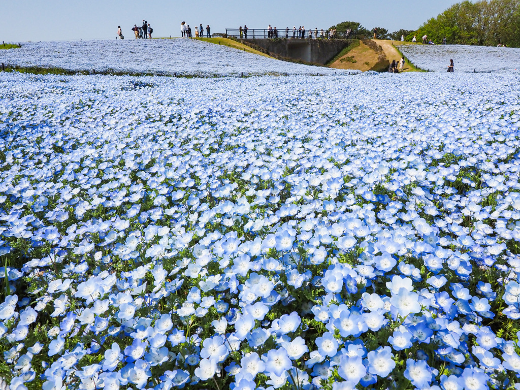 海の中道海浜公園