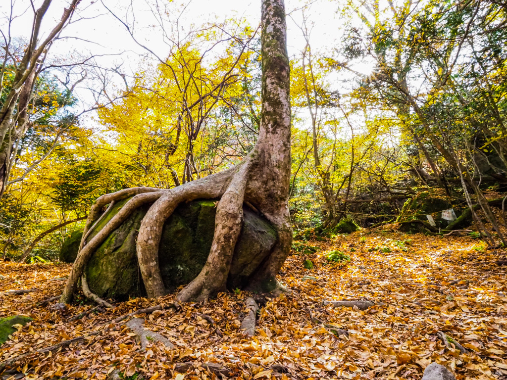 ナチュラルUFOキャッチャー