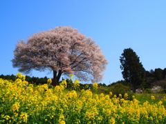 馬場の一本桜