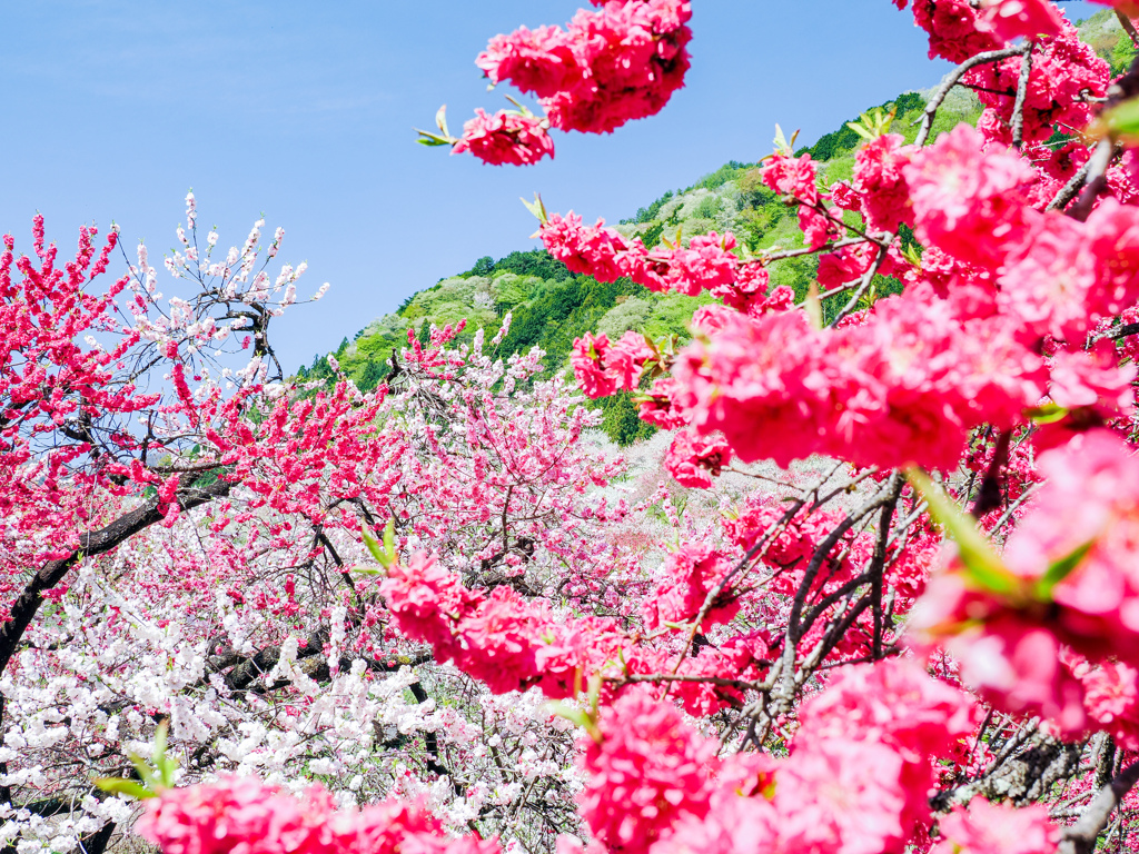 花桃の里