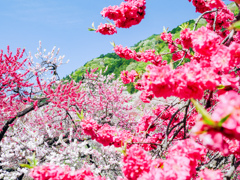 花桃の里