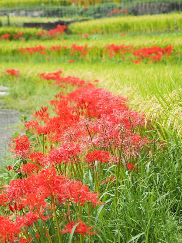 江里山の彼岸花