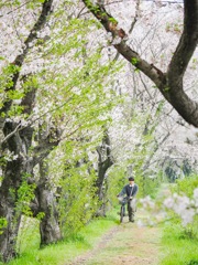 流川の桜並木