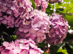 雨上がりの紫陽花