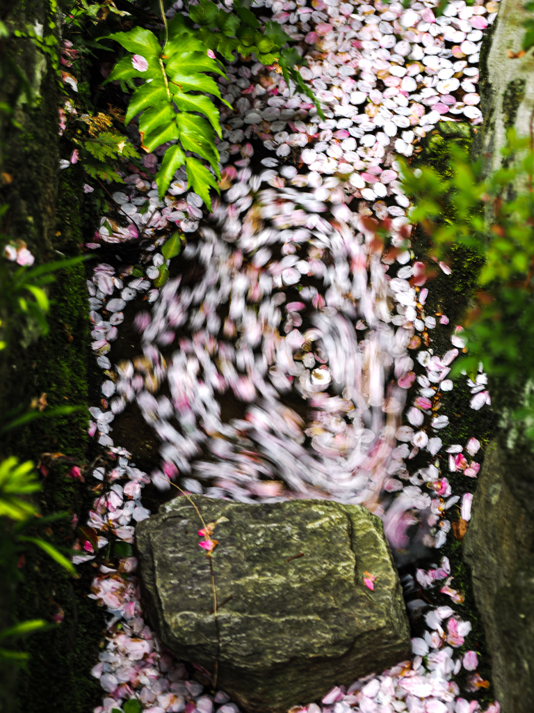 桜の渦