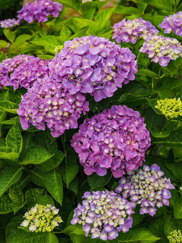医王寺の紫陽花